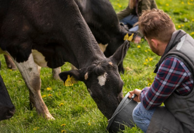 ТРАЖИ СЕ ХИТНА СЕДНИЦА ЗБОГ КРИЗЕ СА МЛЕКОМ! Министарство жели дијалог са Европском комисијом
