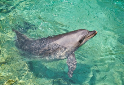 Хрватска река има неочекиваног посетиоца ИАКО ИЗГЛЕДА НЕОДОЉИВО, НЕ УЗНЕМИРАВАЈТЕ ГА! ДЕЛФИН мора да се врати у море, упозоравају чувари природе