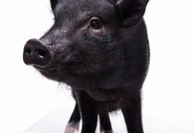 НЕПОЗВАНА УПАЛА ДОК СУ ДЕЦА БИЛА У КУЋИ, МОРАЛА ДА ИНТЕРВЕНИШЕ И ПОЛИЦИЈА Лисице завршиле на – прасици Пенелопи!