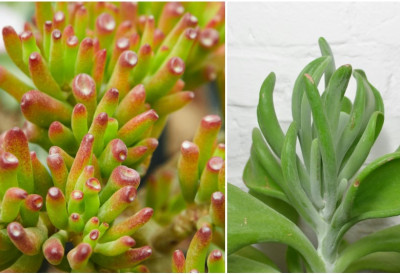 Изгледа луксузно, а и ДОНОСИ НОВАЦ Ево зашто су Српкиње ПОЛУДЕЛЕ ЗА "ШРЕКОВИМА УШИМА" Не траже дисциплину, ни посебну пажњу ИДЕАЛНЕ ЗА МИНИМАЛИСТИЧКЕ ПРОСТОРЕ