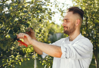 Сада је време за резидбу јабука! ВРХ КРОШЊЕ ЈЕ НАЈОСЕТЉИВИЈИ ДЕО Једна погрешна грана може вас оставити без рода