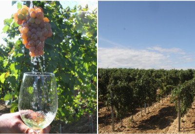 КАРЛОВЧАНИ ЗОВУ НА ВЕЛИКУ ВИНСКУ ФЕШТУ "Подрумарење за Светог Трифуна” – ЈЕДИНСТВЕНА ШЕТЊА КРОЗ ПОДРУМЕ Сремских Карловаца, уз дегустацију локалних вина