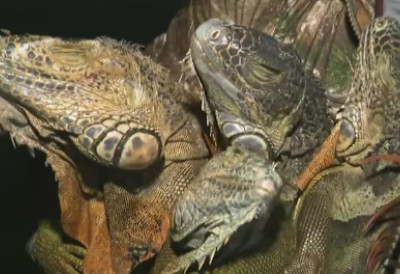 (ВИДЕО) ИГУАНЕ ПАДАЈУ КО КРУШКЕ! Током два дана, у јеку хладног таласа, прикупљено више од 2.000 онеспособљених јединки