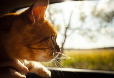 НЕОБИЧНА АВАНТУРА ЈЕДНЕ МАЧКЕ Сама путовала возом до Бремена ВЛАСНИЦИ КАЖУ, НИЈЕ ЈОЈ ПРВИ ПУТ