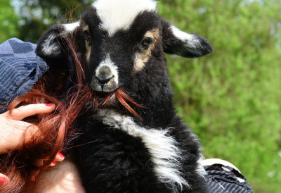 (ВИДЕО) БОГАТИЋ БОГАТИЈИ ЗА СЕДАМ МАЛИХ ЧУДЕСА Овца на свет је донела чак седам здравих и раздраганих јагњади!