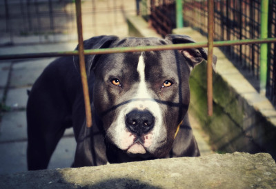 ПИТБУЛ ПРЕСКОЧИО ОГРАДУ УБИО ПСА, ПА ПОВРЕДИО ДЕДУ (86)! Хаос на улици у Књажевцу