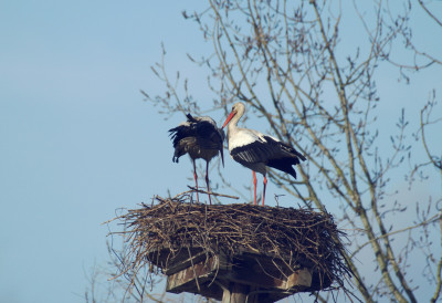 КАО У ПРИЧИ, НАРОДНО ПРЕДАЊЕ СЕ ОСТВАРИЛО! У овом селу није било 15 година, а када су се ОНЕ населиле десио се "БЕБИ БУМ"- Постале су атракција!