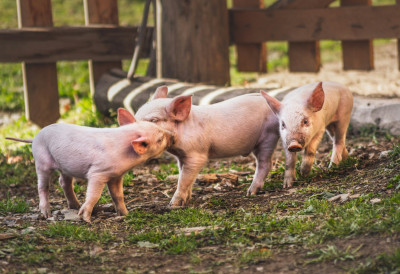ЦЕНЕ ПРАСИЋА ПАДАЈУ Ближе се празници, ево које су цене на сточним пијацама