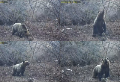(ВИДЕО) МЕДВЕД СЕ ПРОБУДИО ИЗ ЗИМСКОГ СНА И ПРОШЕТАО ТАРОМ Погледајте како је грдосија у бунди дошла на доручак