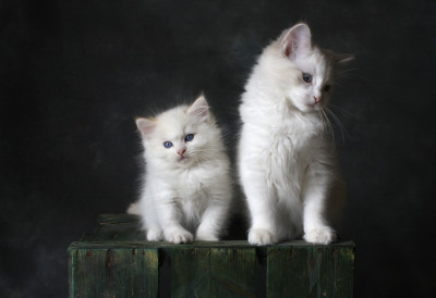 (ФОТО) ПАНИКА У ПОДМОСКОВСКОМ СОЛИТЕРУ Мачке запалиле стан, ево како се то догодило