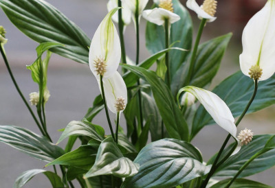 ШИБИЦЕ У САКСИЈИ РАДЕ Овај једноставан трик ће помоћи вашим собним биљкама да се расцветају у праву оазу СВЕ СЕ ПРОМЕНИ