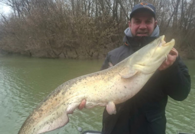 РАПОРТ С ВОДЕ Чекали смуђа, дошао сом