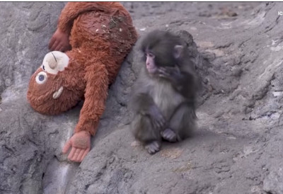 (ВИДЕО) ОБРТ У ПРИЧИ КОЈА ЈЕ РАСПЛАКАЛА СВЕТ, СРБИ ЛИЛИ СУЗЕ КАО КИШУ Мајмунче Панч добило свог ТЕЛОХРАНИТЕЉА