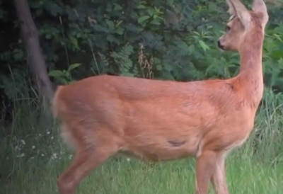 СРНА ПРЕПЛИВАЛА ПОДИВЉАЛУ ДРИНУ Срчана животиња се храбро борила и изборила за нови живот, тамо преко (ВИДЕО)