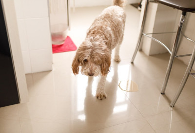 НЕ ТРОШИТЕ НОВАЦ НА СКУПЕ ПРЕПАРАТЕ С овим састојцима лако уклањате и неутралише мирис урина вашег кућног љубимца