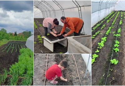 НА СЕЛУ ЈЕ БУДУЋНОСТ Шесточлана породица Фаранов из Српске Црње бави се пластеничком производњом, 13 пута расађују и продају зелену салату ОВО ЈЕ ЊИХОВА ПРИЧА
