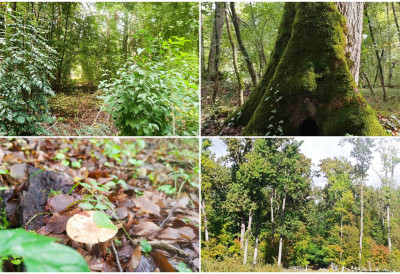 (ВИДЕО, ФОТО) БОСДУТСКЕ ШУМЕ ЗВАНИЧНО ПРОГЛАШЕНЕ СПЕЦИЈАЛНИМ РЕЗЕРВАТОМ ПРИРОДЕ Више од 17.600 хектара на територији Шида и Сремске Митровице заштићено