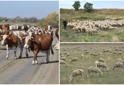 ПОКРЕНУТА АКЦИЈА ДА СЕ СА ПАШЊАКА ОТЕРАЈУ УЗУРПАТОРИ Радијски спот и априкалције у борби да се пашњаци сачувају за испашу