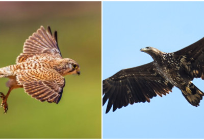 СУМИРАНИ РЕЗУЛТАТИ ПОПИСА ГРАБЉИВИЦА ПАНОНСКЕ НИЗИЈЕ Војводина зимски рај за еје