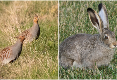 ПРЕБРОЈАНА СИТНА И КРУПНА ДИВЉАЧ У ЛОВАЧКОМ УДРУЖЕЊУ „СРЕМАЦ” ИЗ РУМЕ Опоравак популације зечева, лагани повратак јаребица