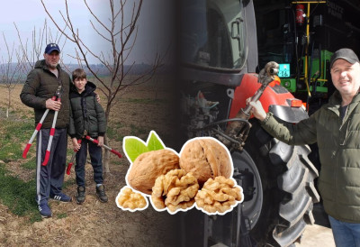 ДУШКО ИЗ ГРУГУРЕВАЦА ДВЕ ДЕЦЕНИЈЕ ЧУВАО СВИЊЕ, А САД СЕ ОКРЕНУО ВОЋАРСТВУ: Први род очекује од јесени, принос одличан, и ЧЕТИРИ ТОНЕ по хектару