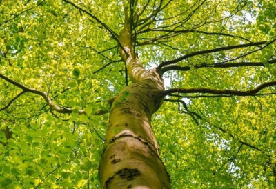 НОВЕ САДНИЦЕ ЈАВОРА У ПАРКУ У ВРШЦУ Оплемењен Стари парк код Пољопривредне школе