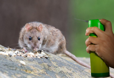 ДЕРАТИЗАЦИЈА ЈАВНИХ ПОВРШИНА И ОБЈЕКАТА У ВРБАСУ Третмани почињу у среду, а ево шта ће све бити третирано