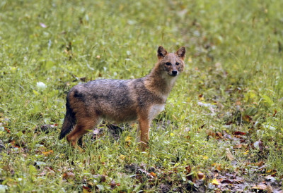 ШТА СУ ПОКАЗАЛЕ ХАЈКЕ НА ПРЕДАТОРЕ У ВОЈВОЂАНСКИМ ЛОВИШТИМА Шакал завладао приобаљима, лисице још понегде oдолевају