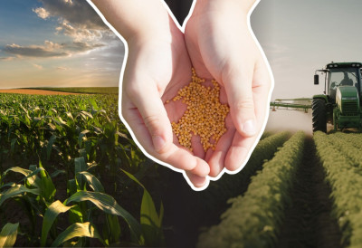 ПРОШЛО ВРЕМЕ ДОМИНАЦИЈЕ ДОМАЋИХ СЕМЕНСКИХ КУЋА На нашим њивама углавном семе страних компанија