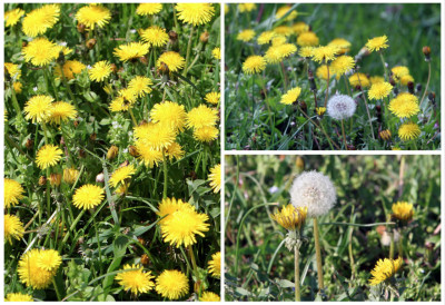 ОН ЈЕ РИЗНИЦА ЗДРАВЉА Овај жути цвет често прескачемо и газимо, а пун је витамина - ово је РЕЦЕПТ ЗА ИМУНИТЕТ