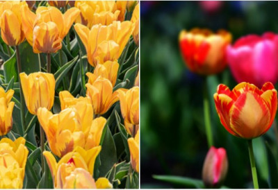 Нисте их ПОСАДИЛИ у септембру? ОВАЈ ТРИК ЗА БРЗО ЦВЕТАЊЕ решава СВЕ ПРОБЛЕМЕ: За само неколико дана ЛАЛЕ ће се ПРОБЕХАРАТИ и у вашој башти