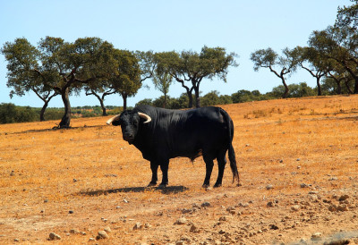 БИК СКУПЉИ ОД СТАНА! Ангус расплодњак продат на АУКЦИЈИ за невероватну цифру ЕВО ЗА КОЛИКО ГА ЈЕ ДОБИО НОВИ ВЛАСНИК