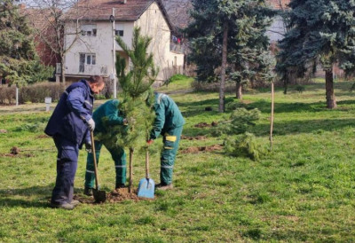 ОБНОВЉЕН ТИТОВ ГАЈ У ВРШЦУ На иницијативу станара одстрањена сува стабла- На свако уклоњено ПОСАЂЕНА ТРИ НОВА