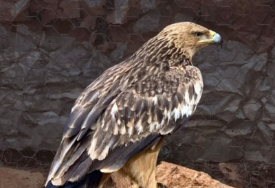 ОРАО КРСТАШ СЕ ВРАЋА У СРБИЈУ? Симбол државе био у невољи: Орао Феликс нестао на Блиском истоку, повратак сада немогућ