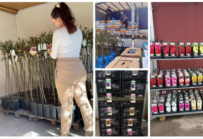 Руси и комшије на Балкану воле наше саднице ружа СРПСКИ РУЖИЧЊАЦИ ИМАЈУ ШТА ДА ПОНУДЕ СВЕТСКОЈ ПИЈАЦИ (ФОТО)