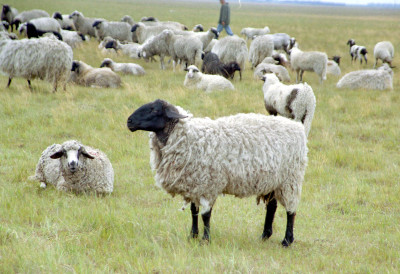 ТВРДЕ ДА ДОБРО ПОЗНАЈУ ПРИРОДУ Банатски сточари траже да овце буду на пашњацима девет месеци