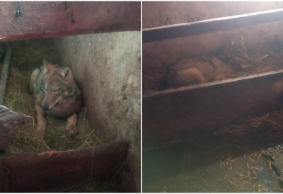 (ВИДЕО) НЕСВАКИДАШЊА СЦЕНА НА ЖАБЉАКУ- ВУК ЛЕГАО ПОРЕД ТЕЛАДИ У ШТАЛИ Газде биле у шоку, све уснимиле