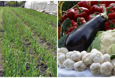 СЕЈЕ СЕ У ПРОЛЕЋЕ, А ПО ХЕКТАРУ ДОНОСИ И ДО 25.000 ЕВРА! Српски паори све више улазе у производњу ове културе ТРАЖЕНА ЈЕ СВАКОГ ДАНА, а профит изненађује