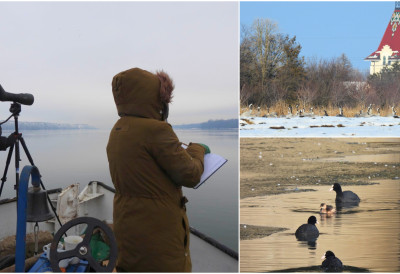 ДОК СУ БРОЈАЛИ ГУСКЕ, ПАТКЕ, ГАЛЕБОВЕ, НАУЧНИЦИ ОТКРИЛИ НЕШТО НЕОЧЕКИВАНО На зимовању у Србији први пут потврђена нова врста – чапљица