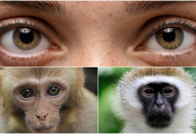 ЗБОГ ЧЕГА ПРИМАТИ НЕМАЈУ ИСТЕ БЕОЊАЧЕ КАО ЧОВЕК? Наука открива шокантну еволуцијску тајну