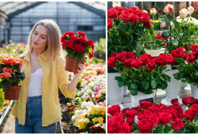 УЛОЖЕНО СЕ ВРАЋА ЗА МАЊЕ ОД ГОДИНУ ДАНА! Производња цвећа у Србији постаје све исплативији бизнис