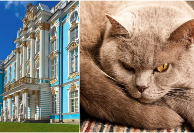 ТРИ ВЕКА СЛУЖБЕ: ПРИЧА О НАЈНЕОБИЧНИЈЕМ ОБЕЗБЕЂЕЊУ НА СВЕТУ Скупоцене папирусе, књиге и друге експонате Ермитажа чувају мачке, и то са пасошем!