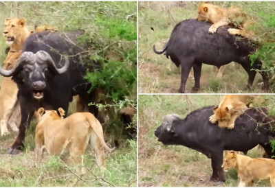 (ВИДЕО) БИВОЛА НАПАЛО 17 ЛАВОВА, А ОНДА СЕ ДЕСИО ПРЕОКРЕТ Ово се не виђа често пред камерама, ово је ЖЕСТОКА борба!