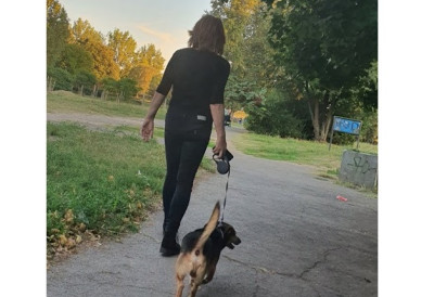 ЗАШТО ВАС ПАС ПРАТИ У СТОПУ: Љубав, досада или знак проблема?