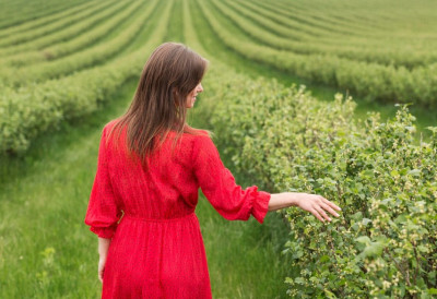 ЈЕДНОМ ПОСАДИТЕ, ГОДИНАМА БЕРИТЕ! Ове биљке расту непрестано и доносе свежу бербу без икаквог напора, годинама