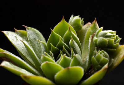 ОД ЧУВАРКУЋЕ НАПРАВИТЕ ПРИРОДНИ ЛЕК! Само неколико листова и обичан мед, имаћете ДОМАЋИ МЕЛЕМ који лечи изненађујуће ствари