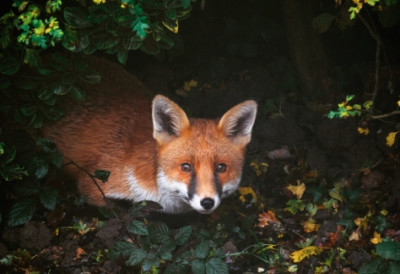 ЛУКАВИ СЛЕПИ ПУТНИК ПРЕШАО 5.400 КМ И СТИГАО У ЊУЈОРК Нико не зна како се црвени лисац ушуњао у брод!