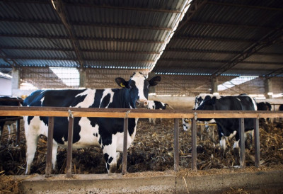 Прасићи до 25 кг по 370 динара! ЕВО ГДЕ СУ ЦЕНЕ СТОКЕ РАСЛЕ, а где пале на сточним пијацама у Србији