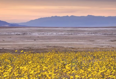 Ово се виђа једном у деценији ДОЛИНУ СМРТИ ПРЕКРИО ЦВЕТНИ ТЕПИХ!