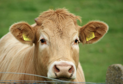 Уметници из Њујорка понудили теле на продају ХОЋЕ ЛИ АНГУС ЗАВРШИТИ У АЗИЛУ, БУРГЕРУ ИЛИ БУТИКУ КАО СКУПОЦЕНА ТАШНА?